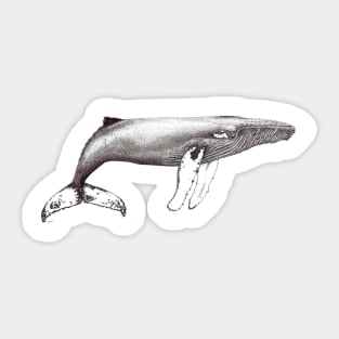 Humpback whale ink black and white Sticker